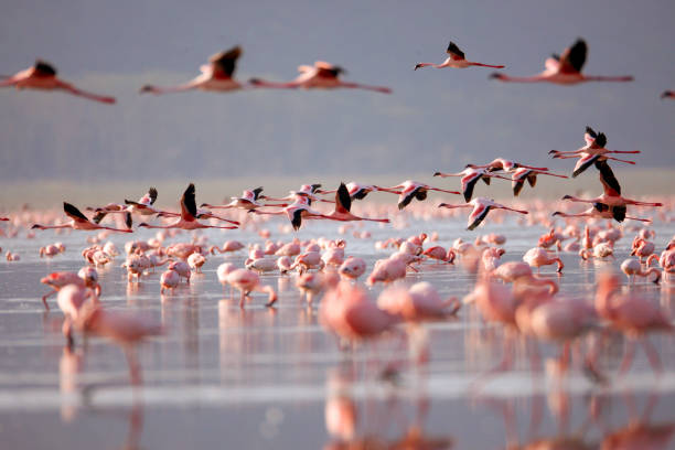 Lake Nakuru National Park